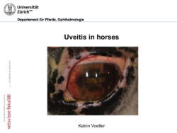 Uveitis in horses (Les uvéites chez le cheval)