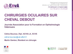 2019 : Chirurgie oculaire sur cheval debout – Dr Céline BOURZAC