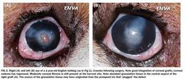 Journal Club 1: Autologous corneal graft in dogs-Pauline Anot