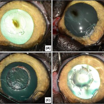 Journal-Club 4: Autologous lamellar keratoplasty for feline corneal sequestrum treatment- par Lucie Gaspar