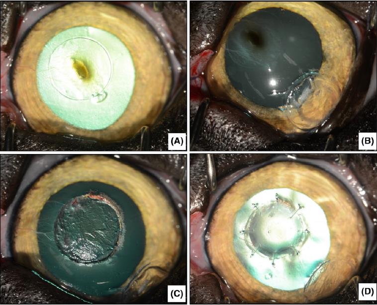 Journal-Club 4: Autologous lamellar keratoplasty for feline corneal sequestrum treatment- par Lucie Gaspar