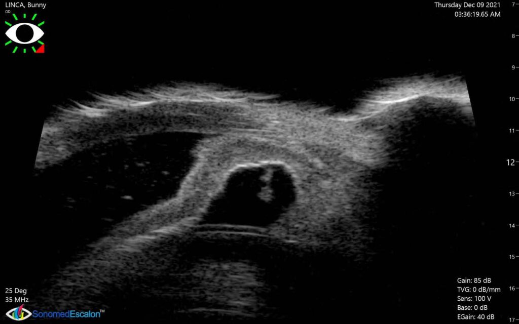 L’échographie haute fréquence en ophtalmologie vétérinaire par le Dr Thomas Dulaurent