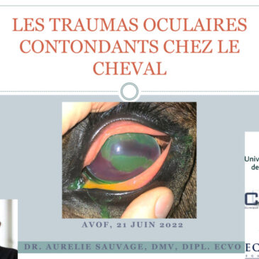 Les traumatismes oculaires contondants chez le cheval par le Dr Aurélie Sauvage