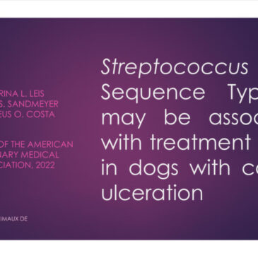 Streptococcus canis may be associated with treatment failure in dogs with corneal ulceration – Dr Catalina LIWSZYC