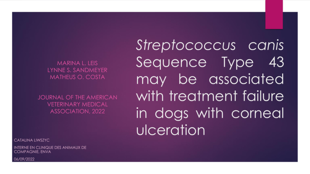 Streptococcus canis may be associated with treatment failure in dogs with corneal ulceration – Dr Catalina LIWSZYC