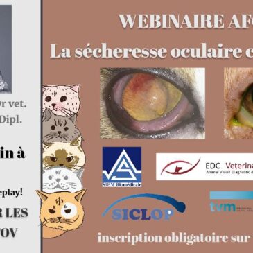 La sécheresse oculaire chez le chat – Dr Lionel SEBBAG