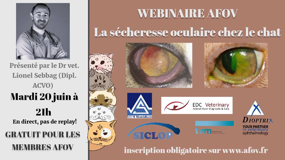 La sécheresse oculaire chez le chat – Dr Lionel SEBBAG