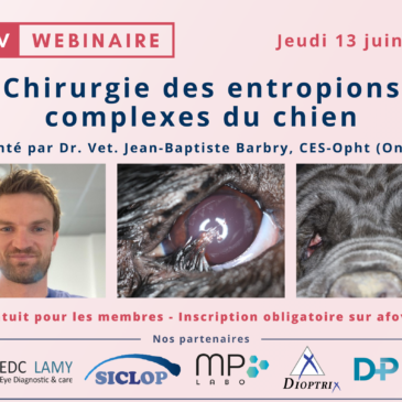 Les entropions complexes du chien – Dr Jean-Baptiste BARBRY