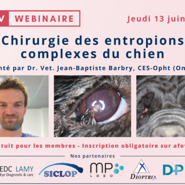 La chirurgie des entropions complexes chez le chien – Dr Jean Baptiste Barbry CES ophtalmologie