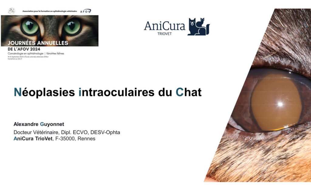 Les tumeurs intraoculaires chez le chat – Dr Alexandre GUYONNET